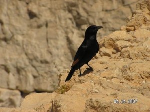TRISTAMIT Uccello del deserto