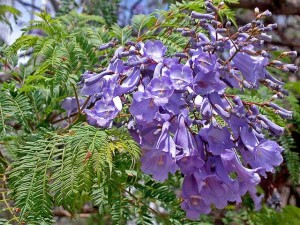 800px-Jacaranda_in_Blossom